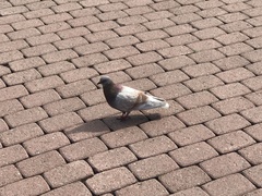 Columba livia domestica
