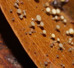 Hymenotorrendiella eucalypti image