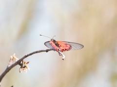 Acraea ranavalona
