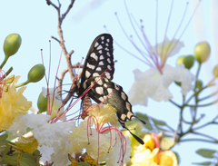 Pharmacophagus antenor