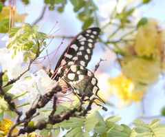 Pharmacophagus antenor