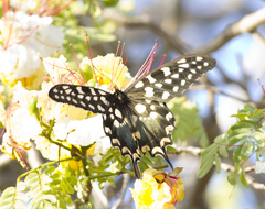 Pharmacophagus antenor