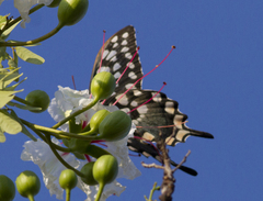 Pharmacophagus antenor