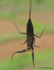 Nepidae