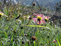 Arctotis pinnatifida