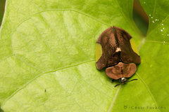 Cyrtonota lateralis