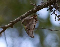 Charaxes antamboulou