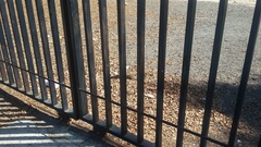 Otospermophilus beecheyi