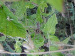 Allagelena gracilens