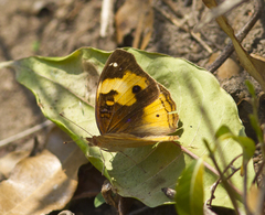 Junonia hierta paris