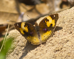 Junonia hierta paris