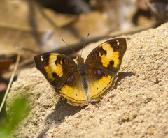 Junonia hierta paris