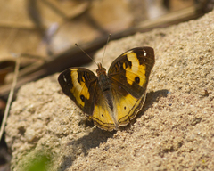 Junonia hierta paris