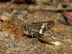 Tekliades ramanatek