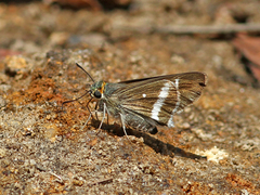 Tekliades ramanatek