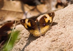 Junonia hierta paris