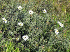 Arctotis pinnatifida