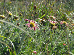 Arctotis pinnatifida