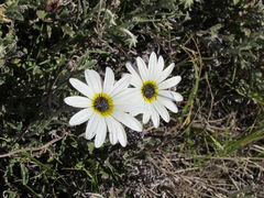 Arctotis pinnatifida