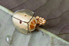 Omaspides brunneosignata