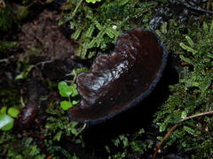 Plectania