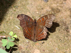 Junonia goudotii