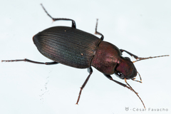 Neoaulacoryssus speciosus