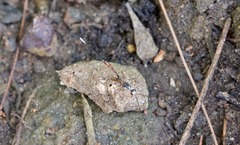 Gasteruption albicuspis