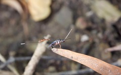 Gasteruption albicuspis