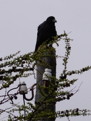 Corvus macrorhynchos mandshuricus