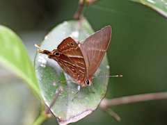 Saribia