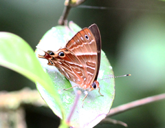 Saribia