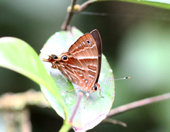 Saribia