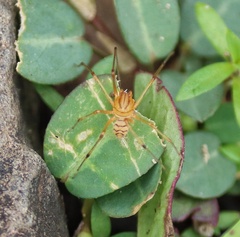 Scytodes pallida