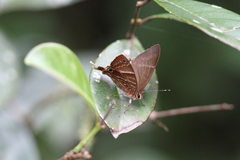 Saribia