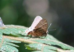 Saribia