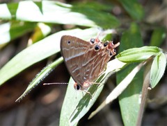 Saribia
