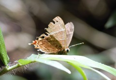 Saribia