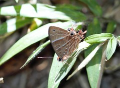 Saribia