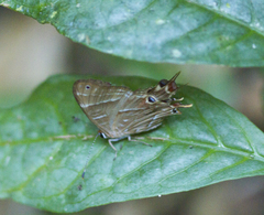 Saribia