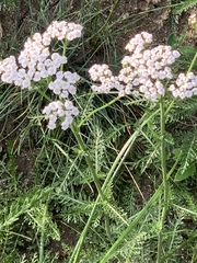 Achillea millefolium