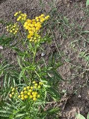 Tanacetum vulgare