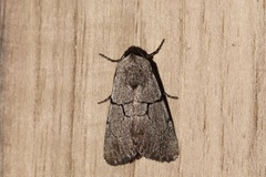 Sympistis greyi