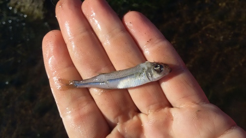 Cape silverside (Atherina breviceps) — Atherinidae — 3