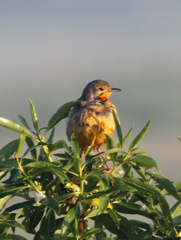 Macronyx capensis capensis