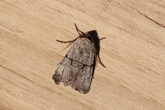 Sympistis greyi