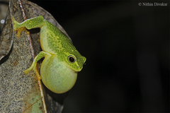 Raorchestes jayarami