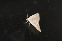 Idia diminuendis
