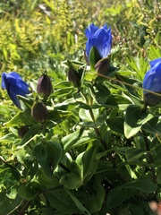 Gentiana platypetala