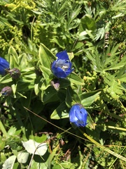 Gentiana platypetala